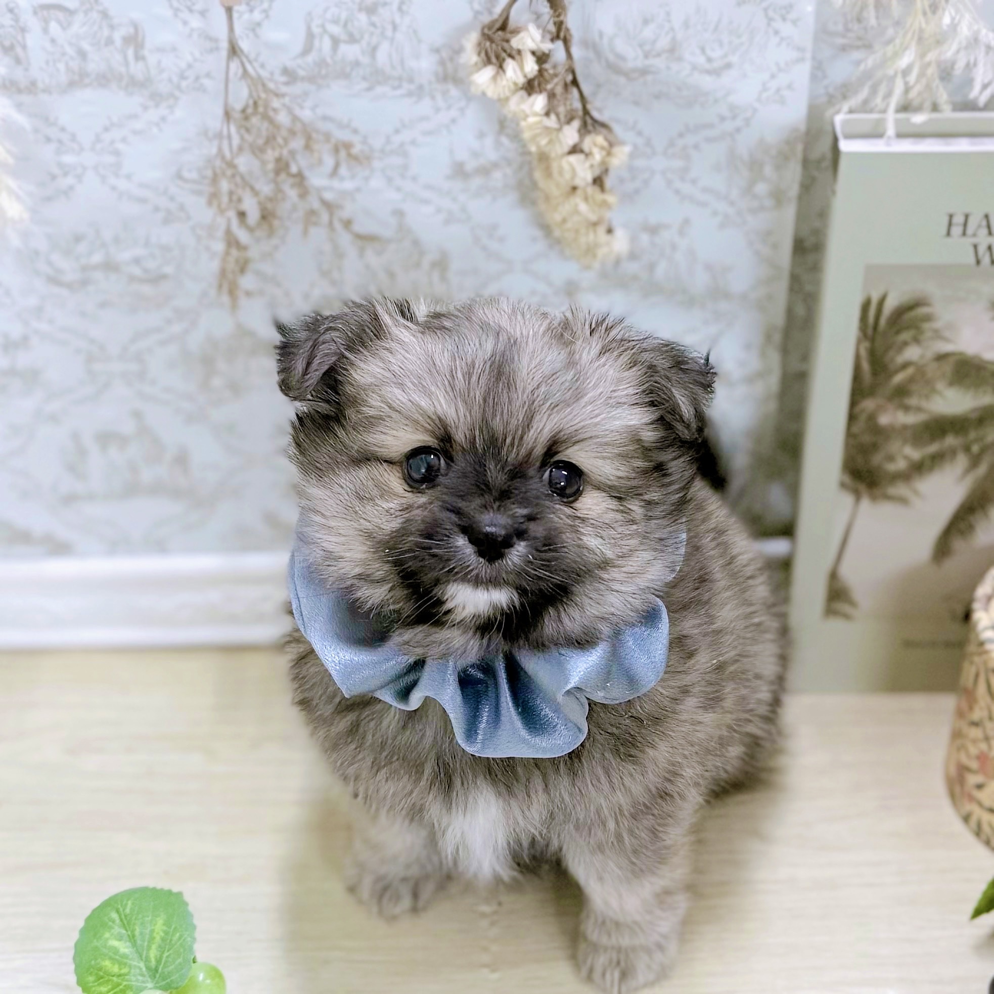 福井県のポメチワ/チワポメ/ポメチー(ポメラニアン×チワワ) (犬の家＆猫の里アミーゴ福井大和田店/2025年9月1日生まれ/男の子/ウルフセーブル)の子犬の2枚目の画像