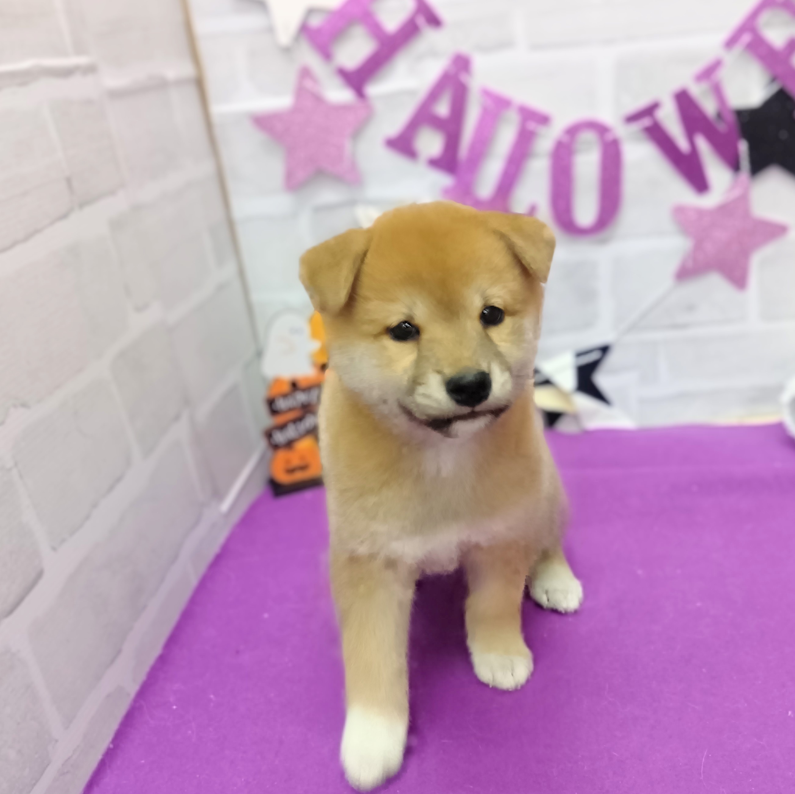 静岡県の柴犬(標準サイズ) (犬の家＆猫の里プレ葉ウォーク浜北店/2025年8月31日生まれ/女の子/赤)の子犬の2枚目の画像