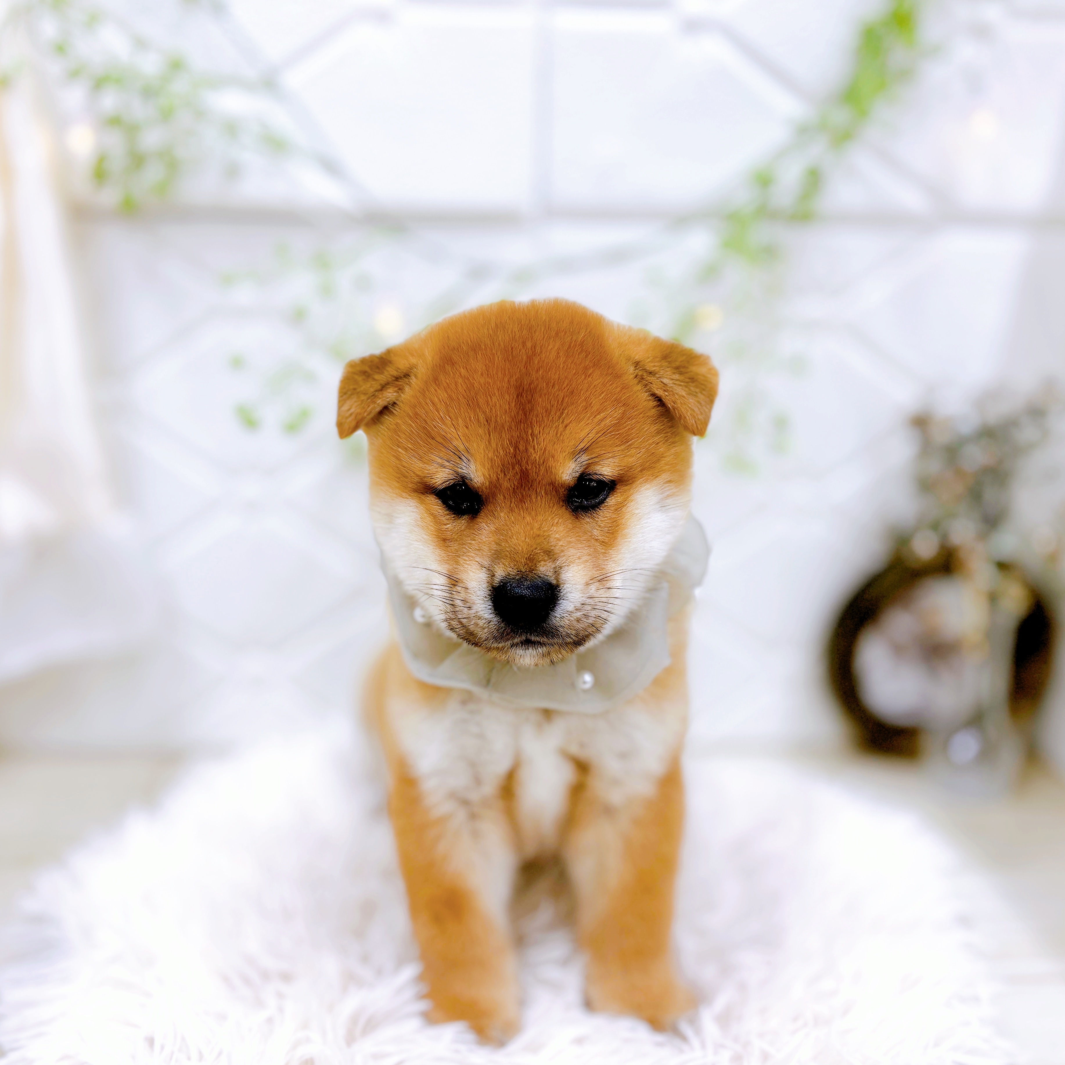 福井県の柴犬(標準サイズ) (犬の家＆猫の里アミーゴ福井店/2025年9月1日生まれ/男の子/赤)の子犬