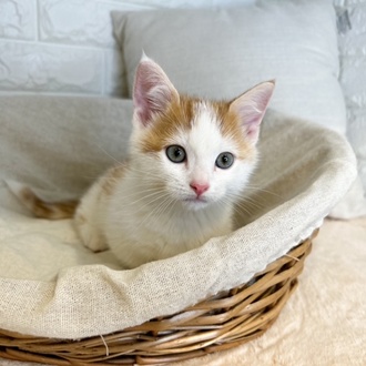 東京都のマンチカン (犬の家＆猫の里新宿店/2025年9月1日生まれ/男の子/レッドタビーホワイト)の子猫の2枚目の画像