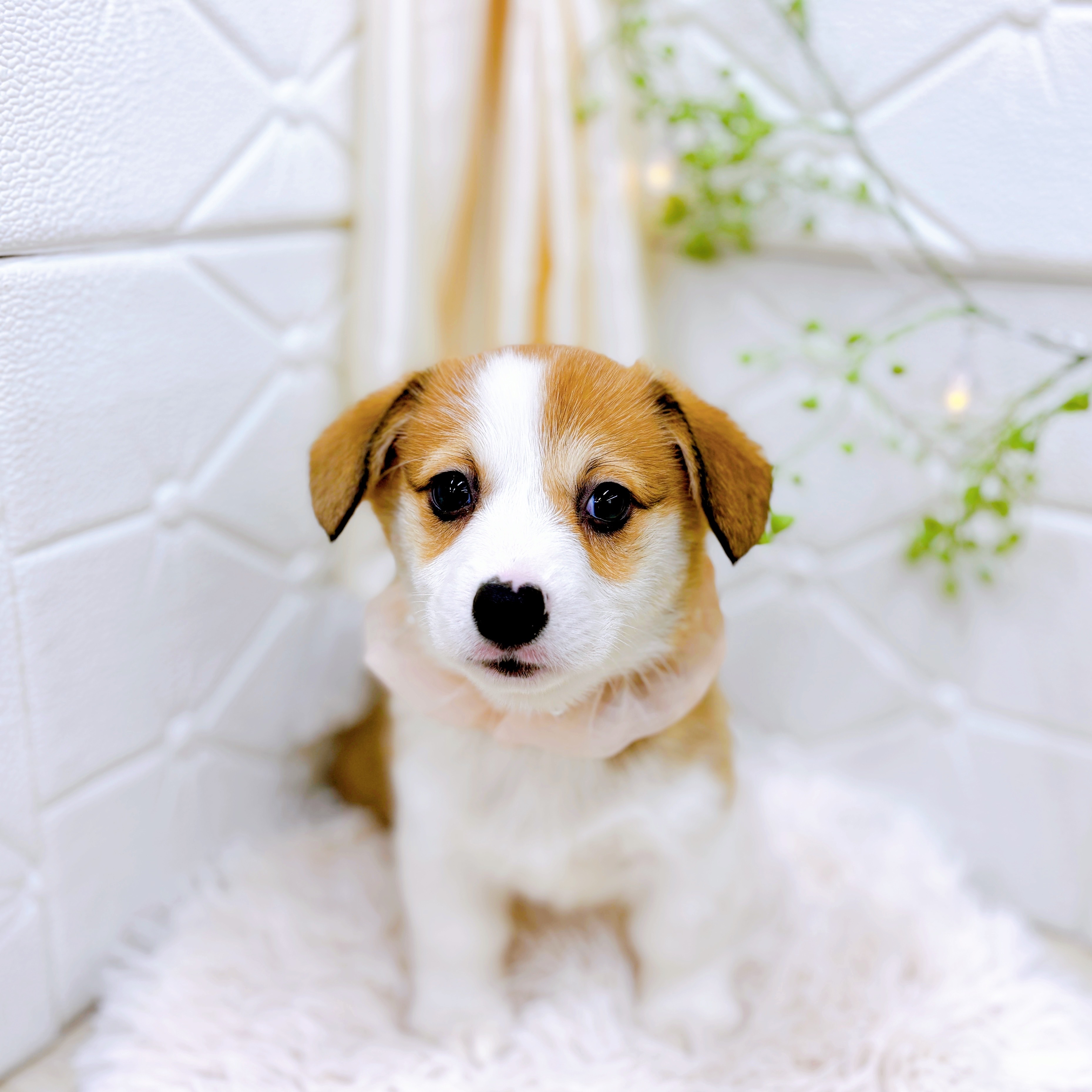 福井県のウェルシュコーギーペンブローク (犬の家＆猫の里アミーゴ福井店/2025年9月2日生まれ/女の子/セーブルホワイト)の子犬