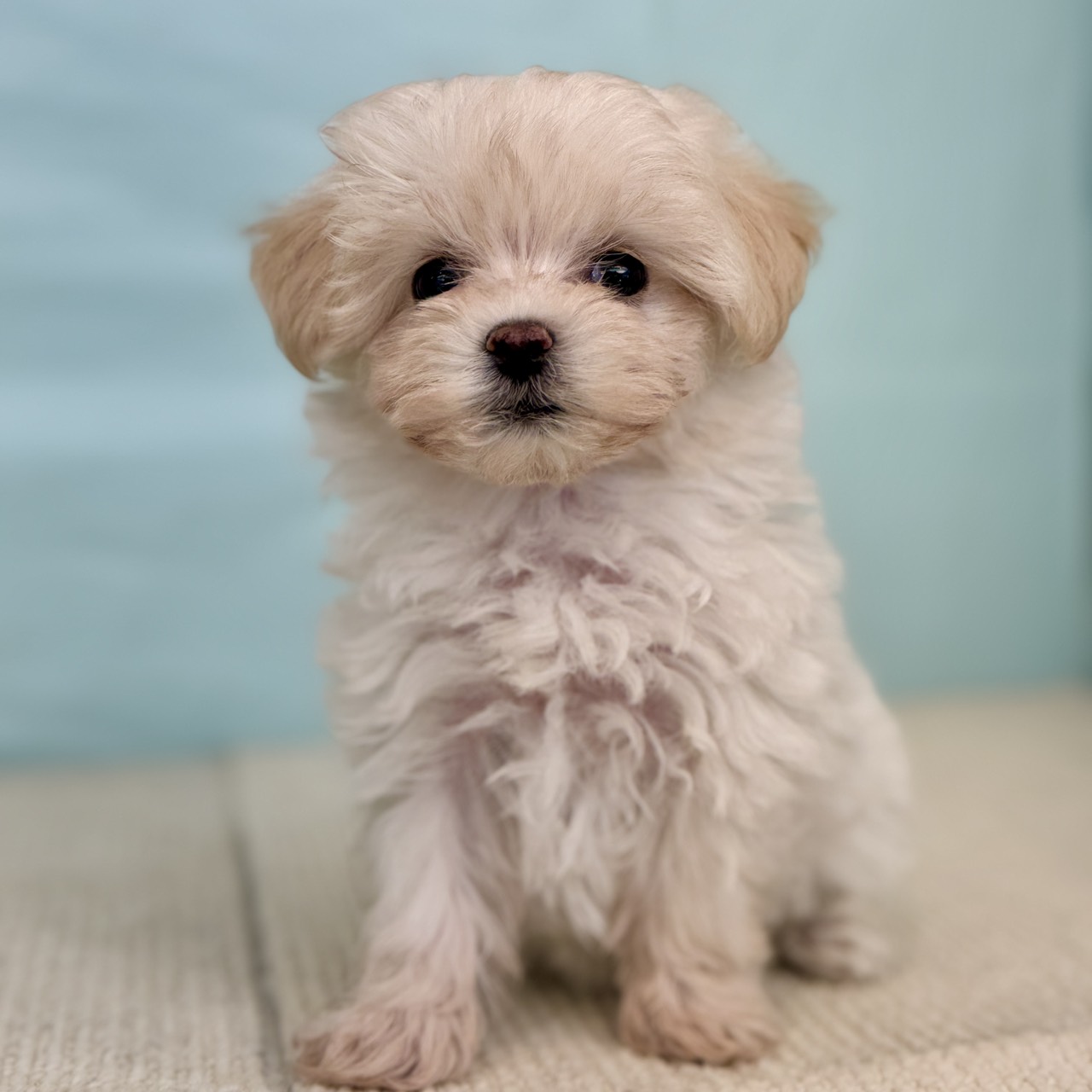 愛知県のマルプー(マルチーズ×プードル) (犬の家＆猫の里春日井本店/2025年9月2日生まれ/女の子/クリーム)の子犬の1枚目の画像