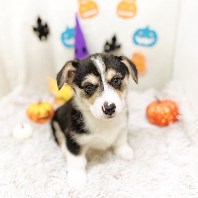 静岡県のウェルシュコーギーペンブローク (犬の家＆猫の里藤枝店/2025年9月2日生まれ/男の子/ブラックタンホワイト)の子犬の1枚目の画像