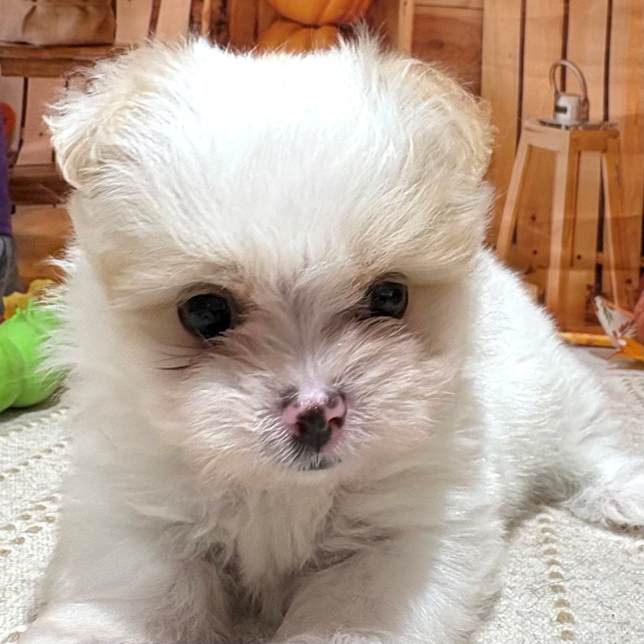 2025年9月2日生まれのポメマル/マルポメ(ポメラニアン×マルチーズ)の1枚目の写真