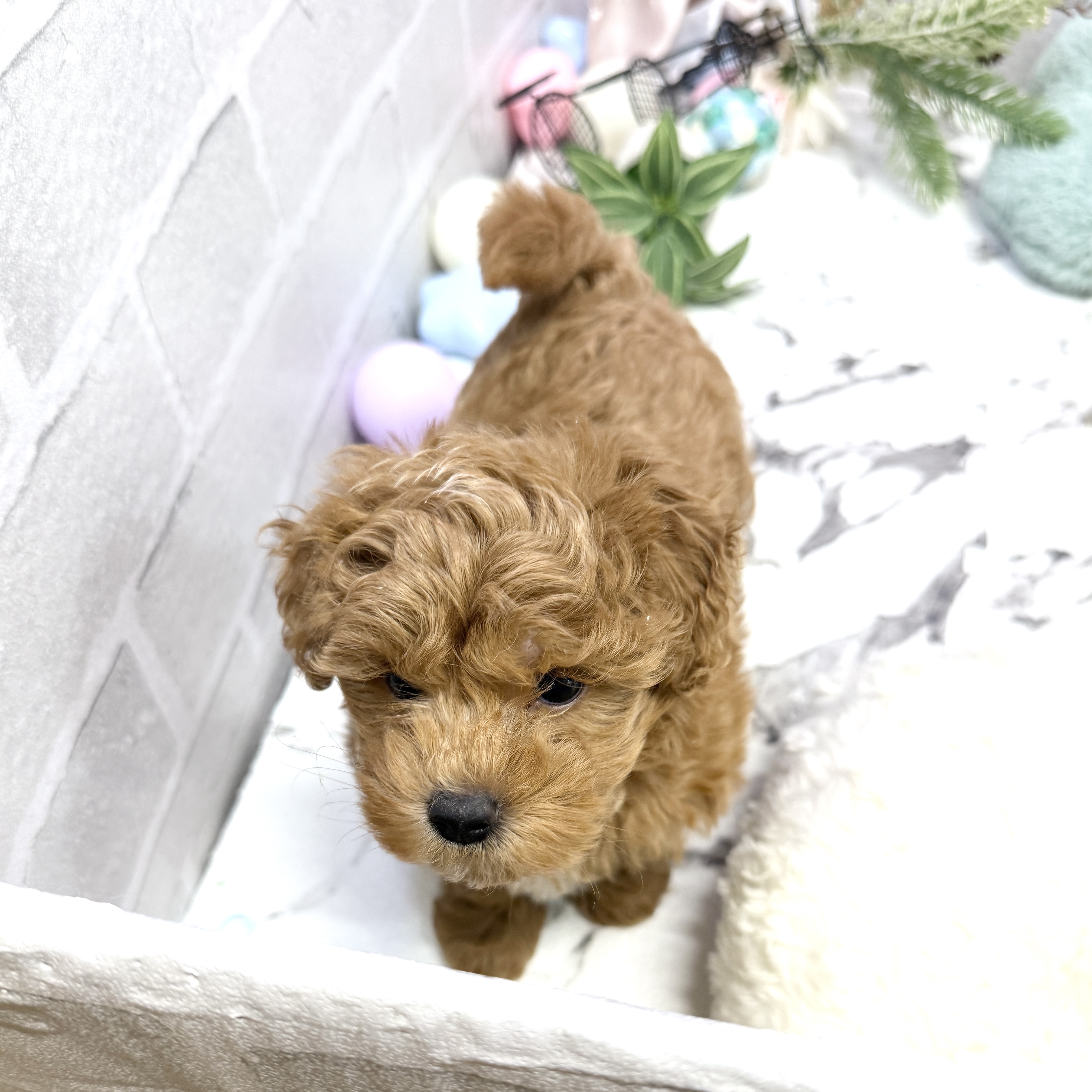 愛知県のマルプー(マルチーズ×プードル) (犬の家＆猫の里岡崎店/2025年8月30日生まれ/男の子/レッドホワイト)の子犬の2枚目の画像