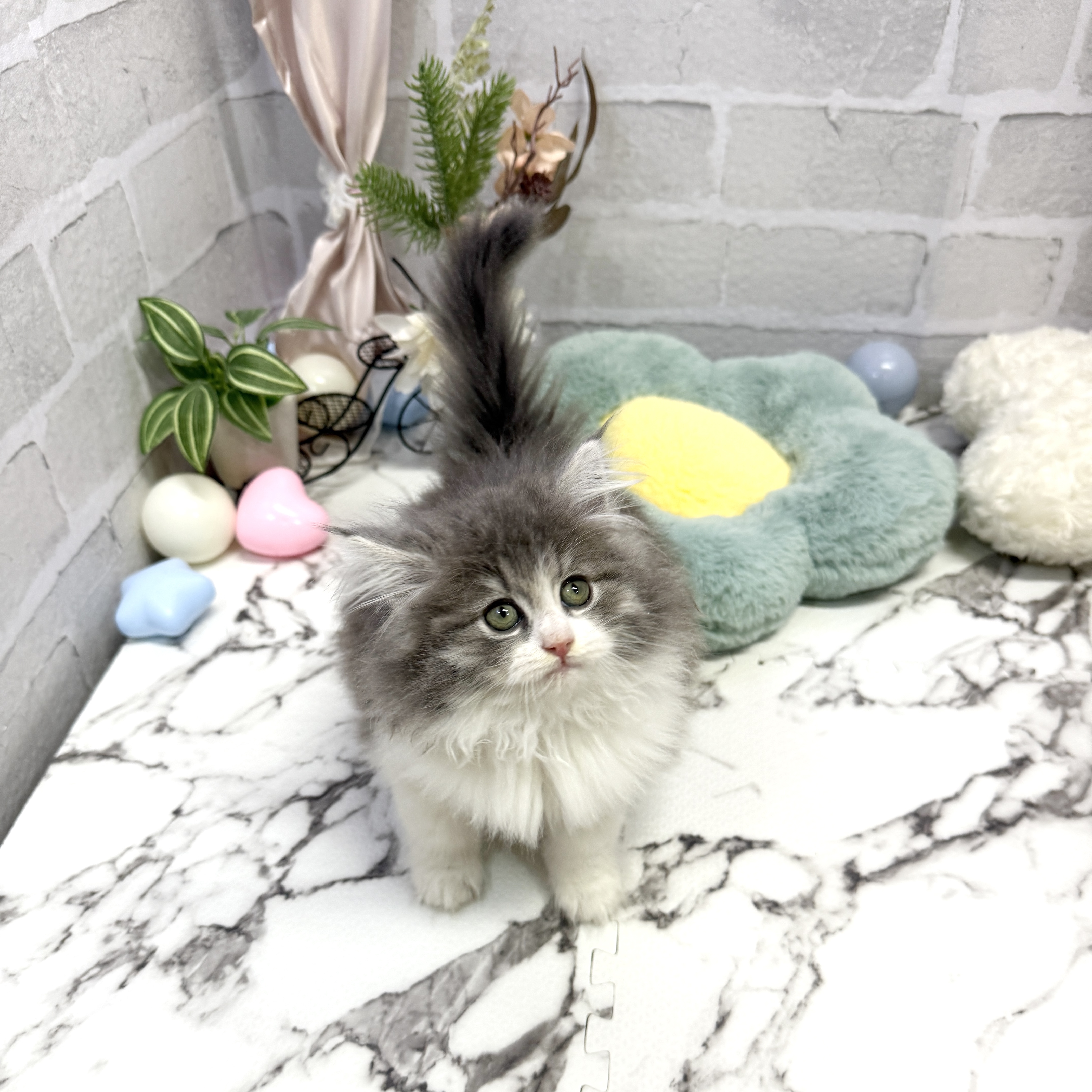 愛知県のサイベリアン (犬の家＆猫の里岡崎店/2025年9月1日生まれ/女の子/ブルータビーホワイト)の子猫の2枚目の画像