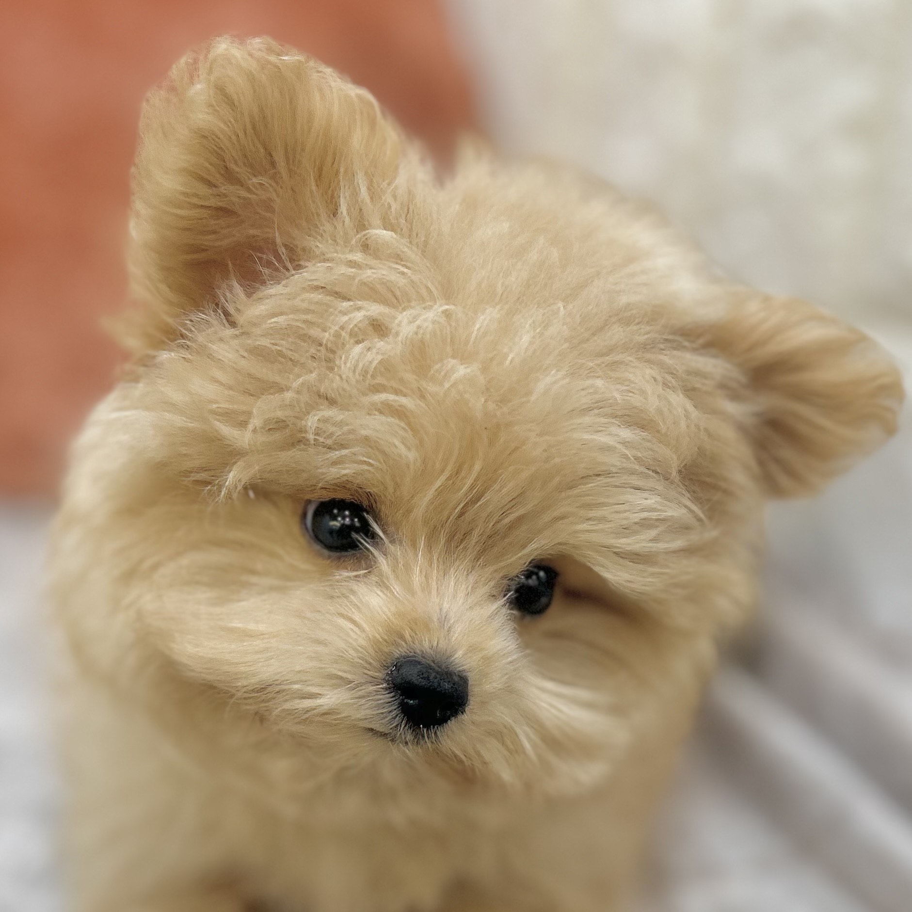 ハーフ犬女の子の写真