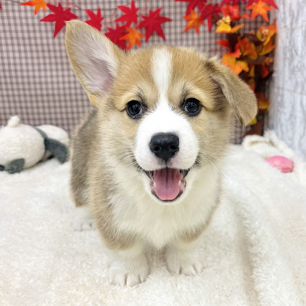 愛知県のウェルシュコーギーペンブローク (犬の家＆猫の里エアポートウォーク店/2025年9月1日生まれ/男の子/セーブルホワイト)の子犬の1枚目の画像