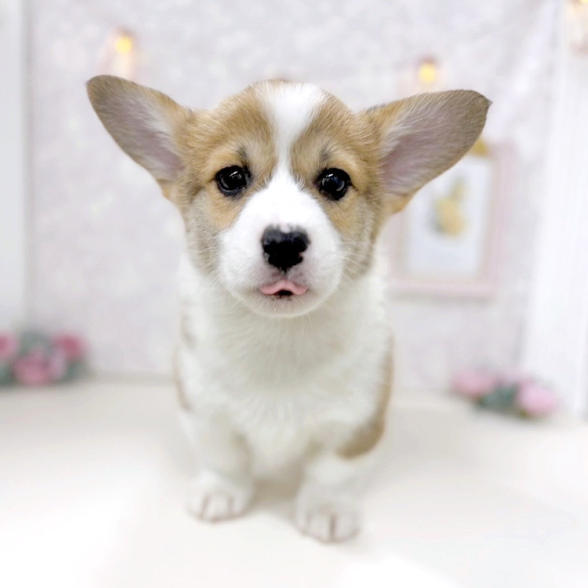 富山県のウェルシュコーギーペンブローク (犬の家＆猫の里アミーゴ高岡蓮花寺店/2025年9月1日生まれ/女の子/セーブルホワイト)の子犬の2枚目の画像