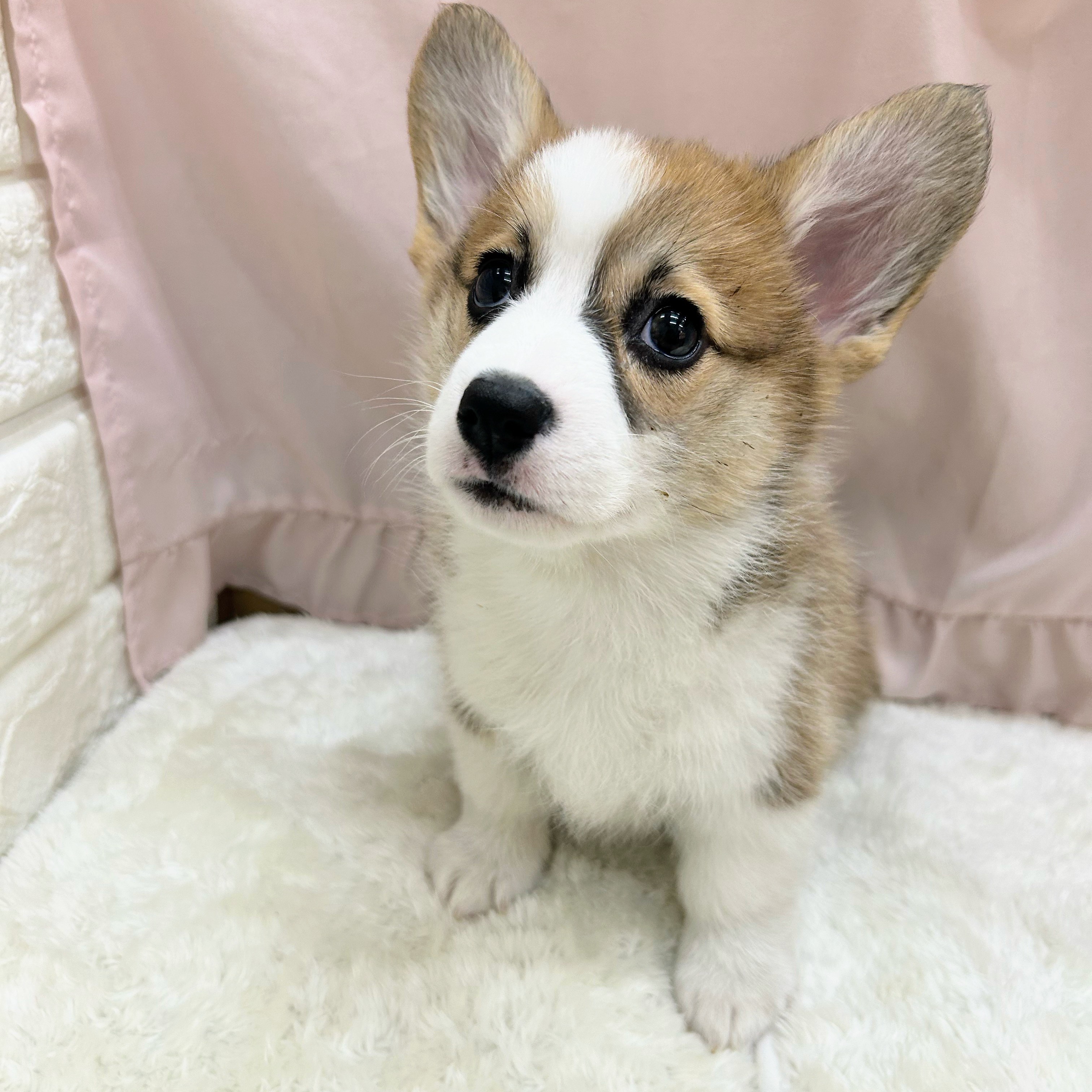 愛知県のウェルシュコーギーペンブローク (犬の家＆猫の里アミーゴ神の倉店/2025年9月1日生まれ/女の子/セーブルホワイト)の子犬の2枚目の画像