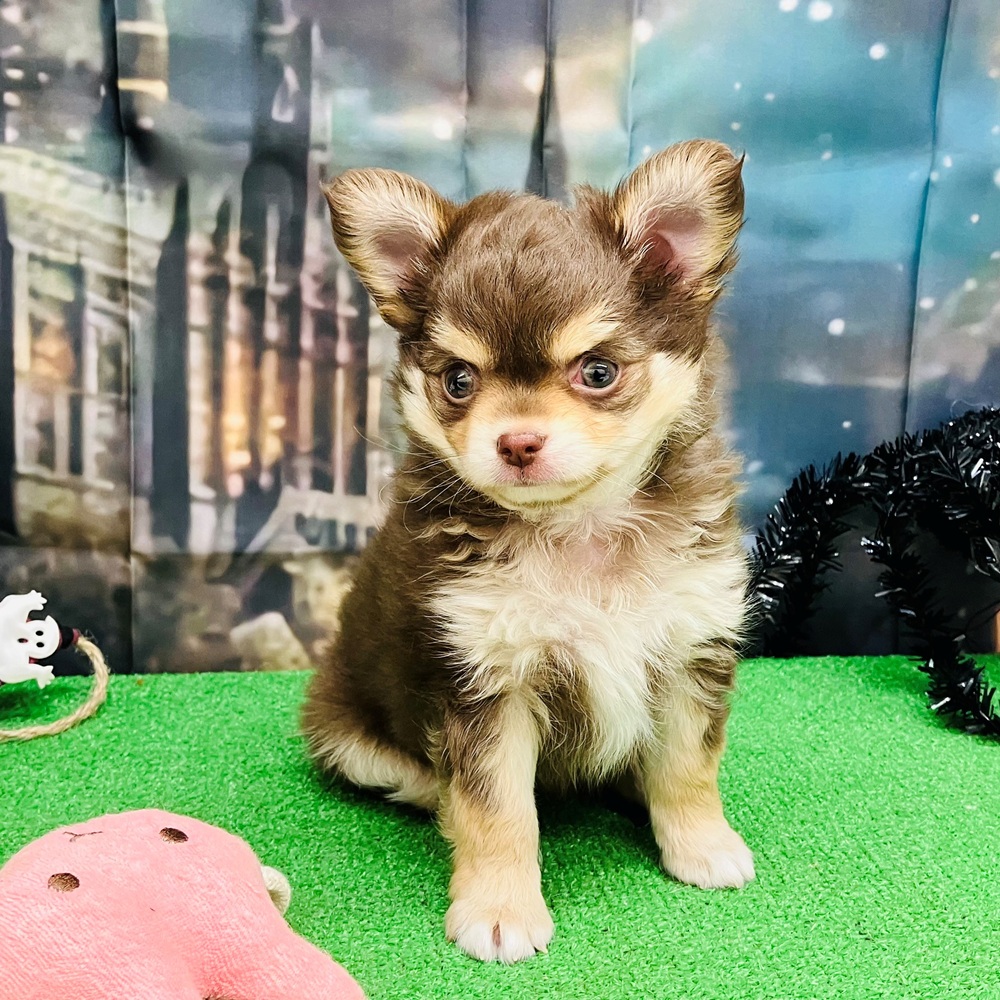 チワワ（ロング）女の子の写真