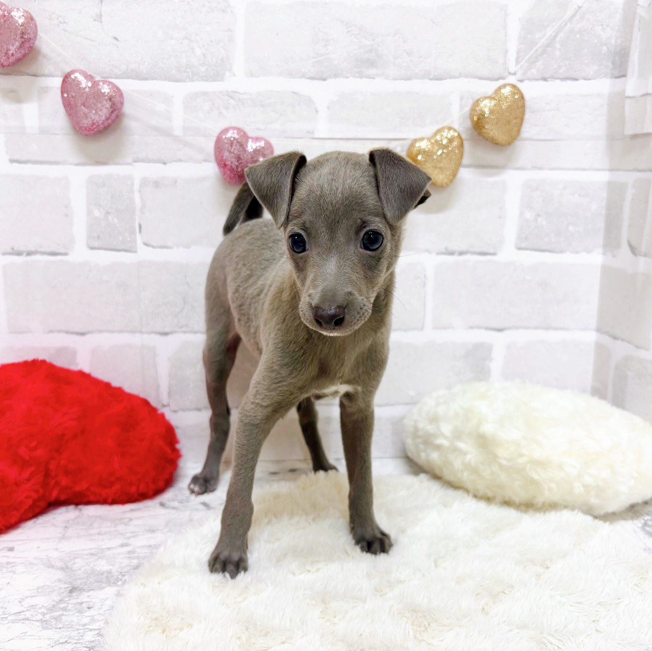 京都府のイタリアングレーハウンド (犬の家＆猫の里京都精華店/2025年9月2日生まれ/男の子/ブルーホワイト)の子犬の2枚目の画像
