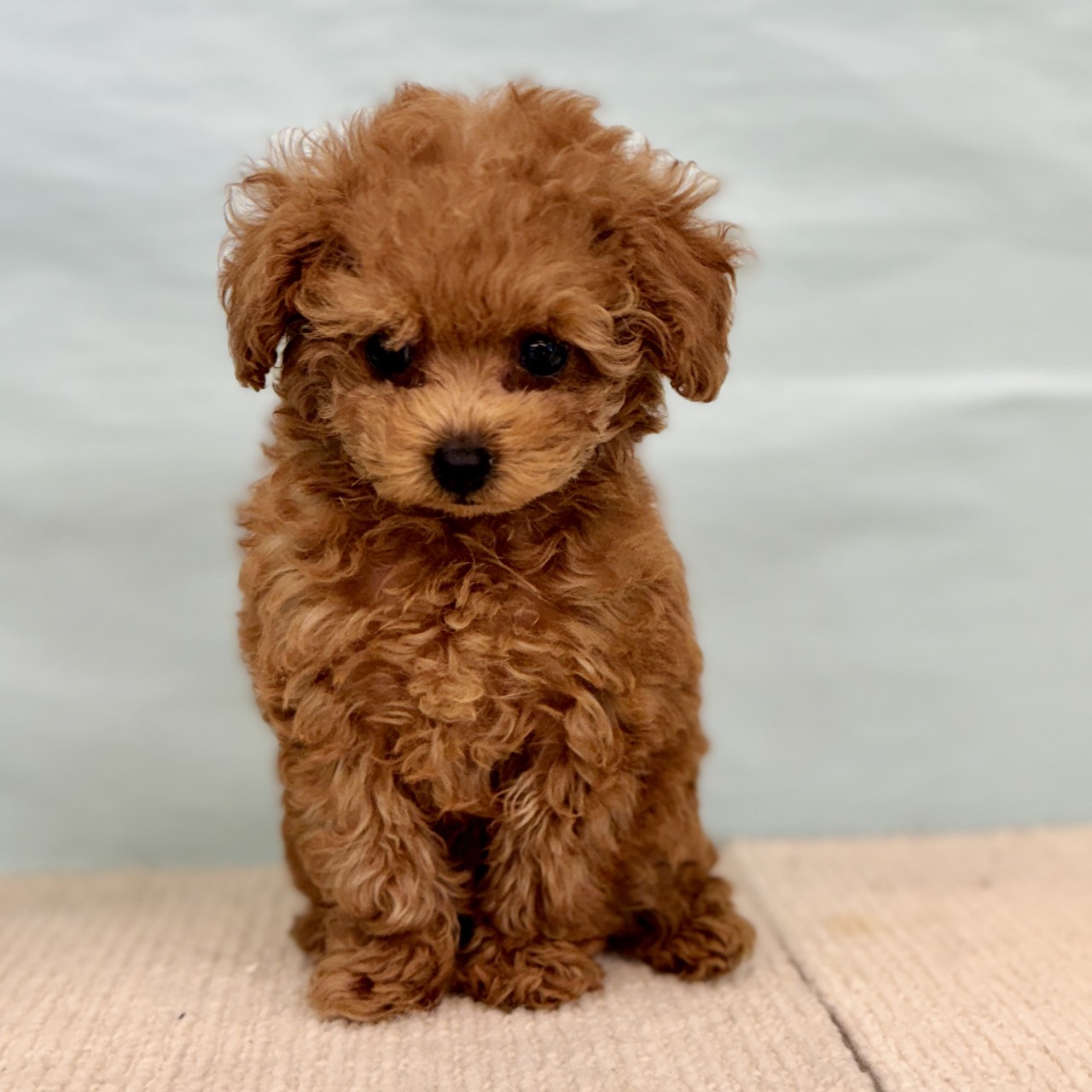 愛知県のトイプードル(タイニー) (犬の家＆猫の里春日井本店/2025年8月30日生まれ/女の子/レッド)の子犬の1枚目の画像