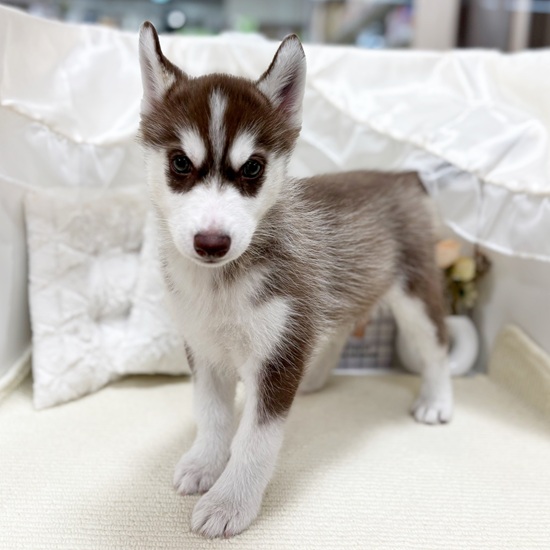 岐阜県のシベリアンハスキー (犬の家＆猫の里カラフルタウン岐阜店/2025年8月28日生まれ/女の子/チョコレートホワイト)の子犬