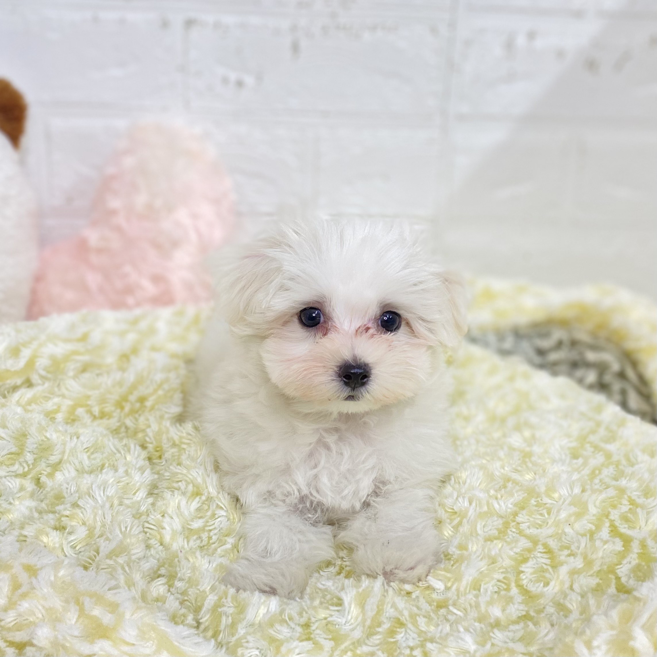 長野県のマルチーズ (犬の家＆猫の里長野店/2025年9月1日生まれ/男の子/ホワイト)の子犬の1枚目の画像