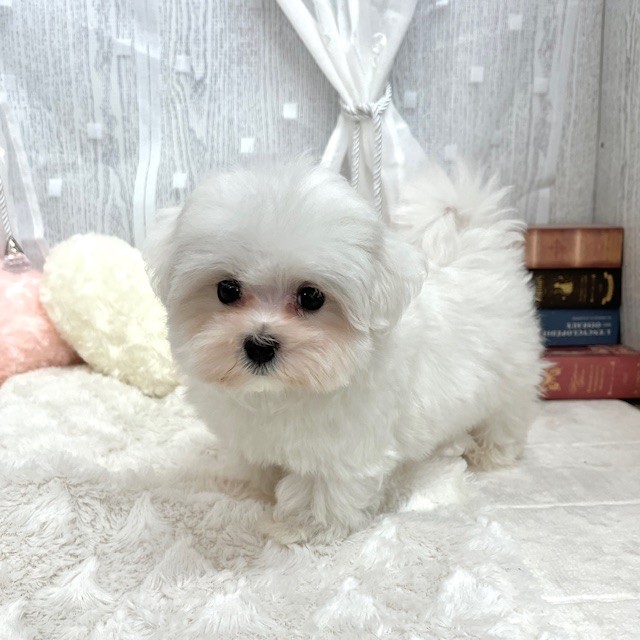 神奈川県のマルチーズ (犬の家＆猫の里相模原店/2025年9月1日生まれ/男の子/ホワイト)の子犬の2枚目の画像