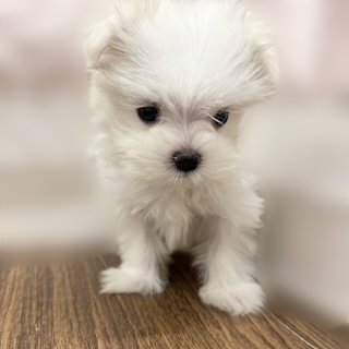 兵庫県のマルチーズ (犬の家＆猫の里カナート西神戸店/2025年8月26日生まれ/女の子/ホワイト)の子犬の2枚目の画像