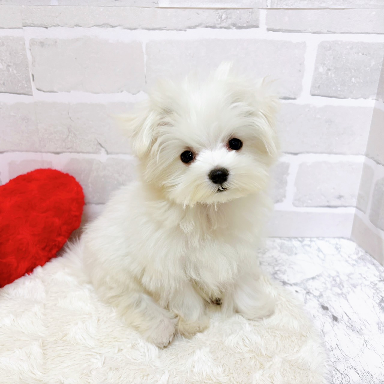 京都府のマルチーズ (犬の家＆猫の里京都精華店/2025年8月26日生まれ/女の子/ホワイト)の子犬の2枚目の画像