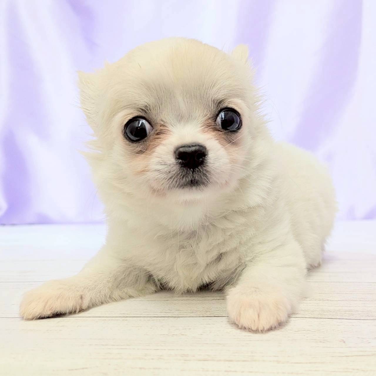 兵庫県のチワワ(ロング) (犬の家＆猫の里尼崎店/2025年9月2日生まれ/男の子/クリームホワイト)の子犬の2枚目の画像