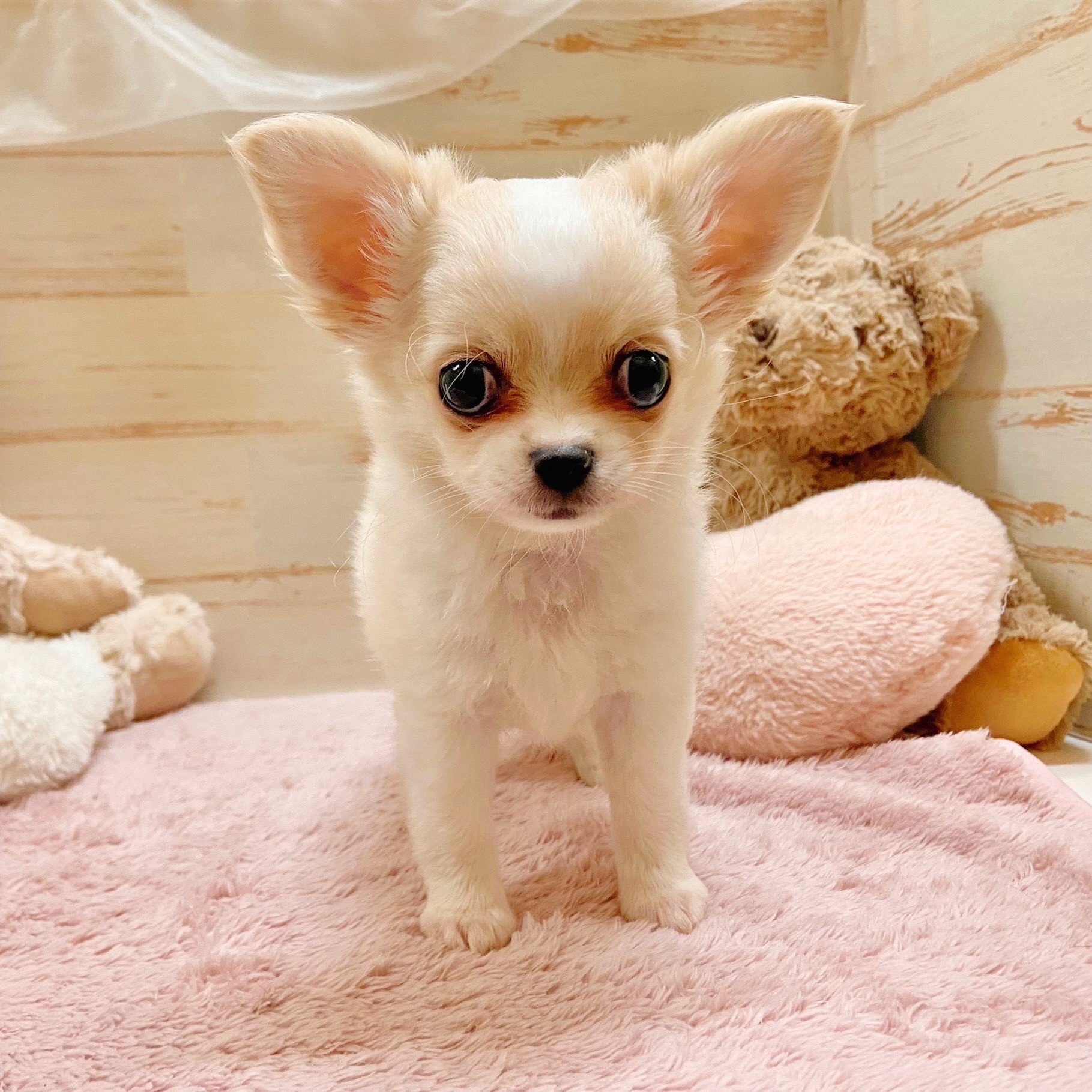 兵庫県のチワワ(ロング) (犬の家＆猫の里神戸店/2025年9月2日生まれ/男の子/クリームホワイト)の子犬の2枚目の画像