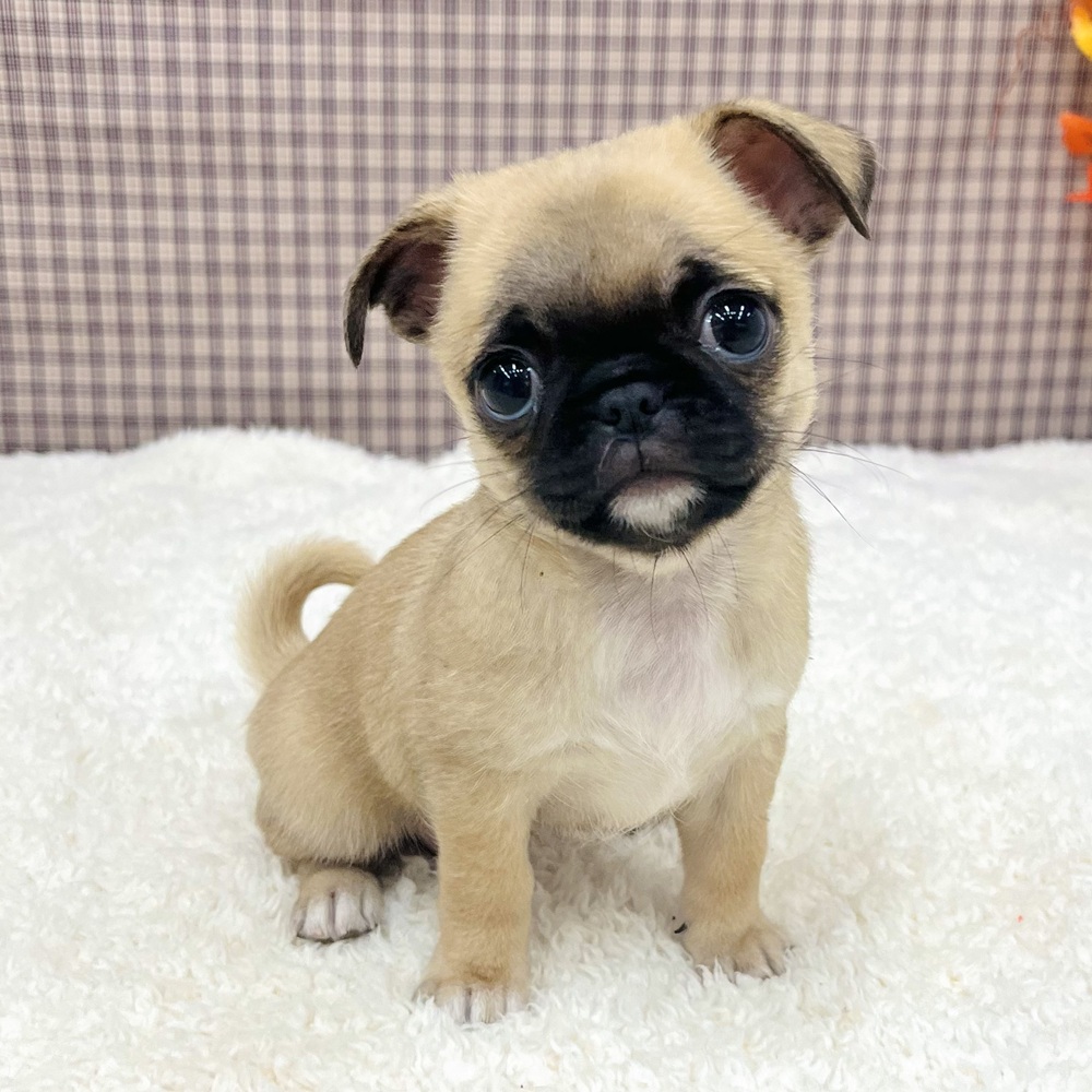 愛知県のチワパグ/パグチー(チワワ×パグ) (犬の家＆猫の里エアポートウォーク店/2025年9月3日生まれ/女の子/フォーン)の子犬の1枚目の画像