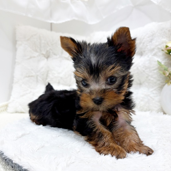 岐阜県のヨークシャーテリア (犬の家＆猫の里カラフルタウン岐阜店/2025年9月1日生まれ/男の子/スチールブルータン)の子犬の1枚目の画像
