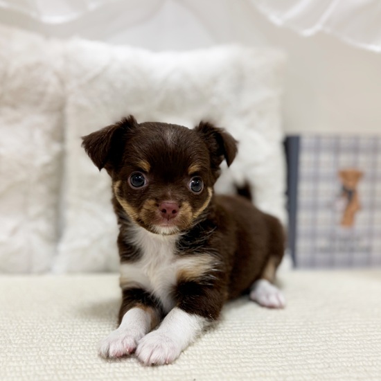 岐阜県のチワワ(ロング) (犬の家＆猫の里カラフルタウン岐阜店/2025年9月1日生まれ/男の子/チョコレートタンホワイト)の子犬の1枚目の画像