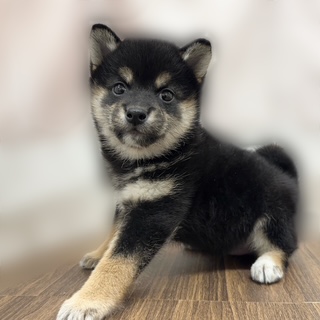 兵庫県の柴犬(標準サイズ) (犬の家＆猫の里カナート西神戸店/2025年9月3日生まれ/女の子/黒)の子犬の2枚目の画像