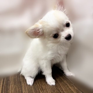 兵庫県のチワワ(ロング) (犬の家＆猫の里カナート西神戸店/2025年8月29日生まれ/女の子/ホワイトクリーム)の子犬の2枚目の画像