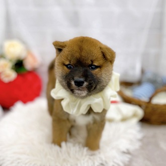 滋賀県の柴犬(標準サイズ) (犬の家＆猫の里長浜店/2025年9月4日生まれ/男の子/赤)の子犬の1枚目の画像