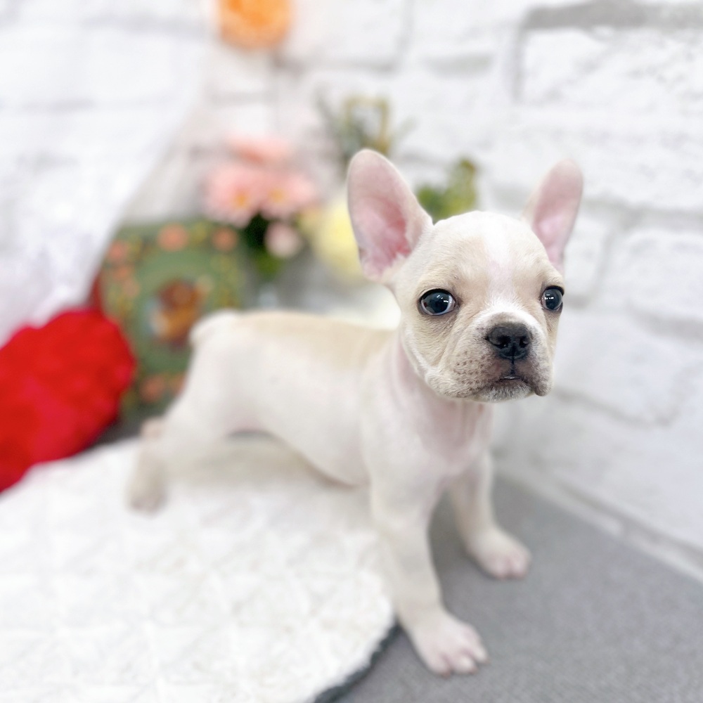 京都府のフレンチブルドッグ (犬の家＆猫の里京都樟葉店/2025年8月29日生まれ/男の子/クリーム)の子犬の2枚目の画像