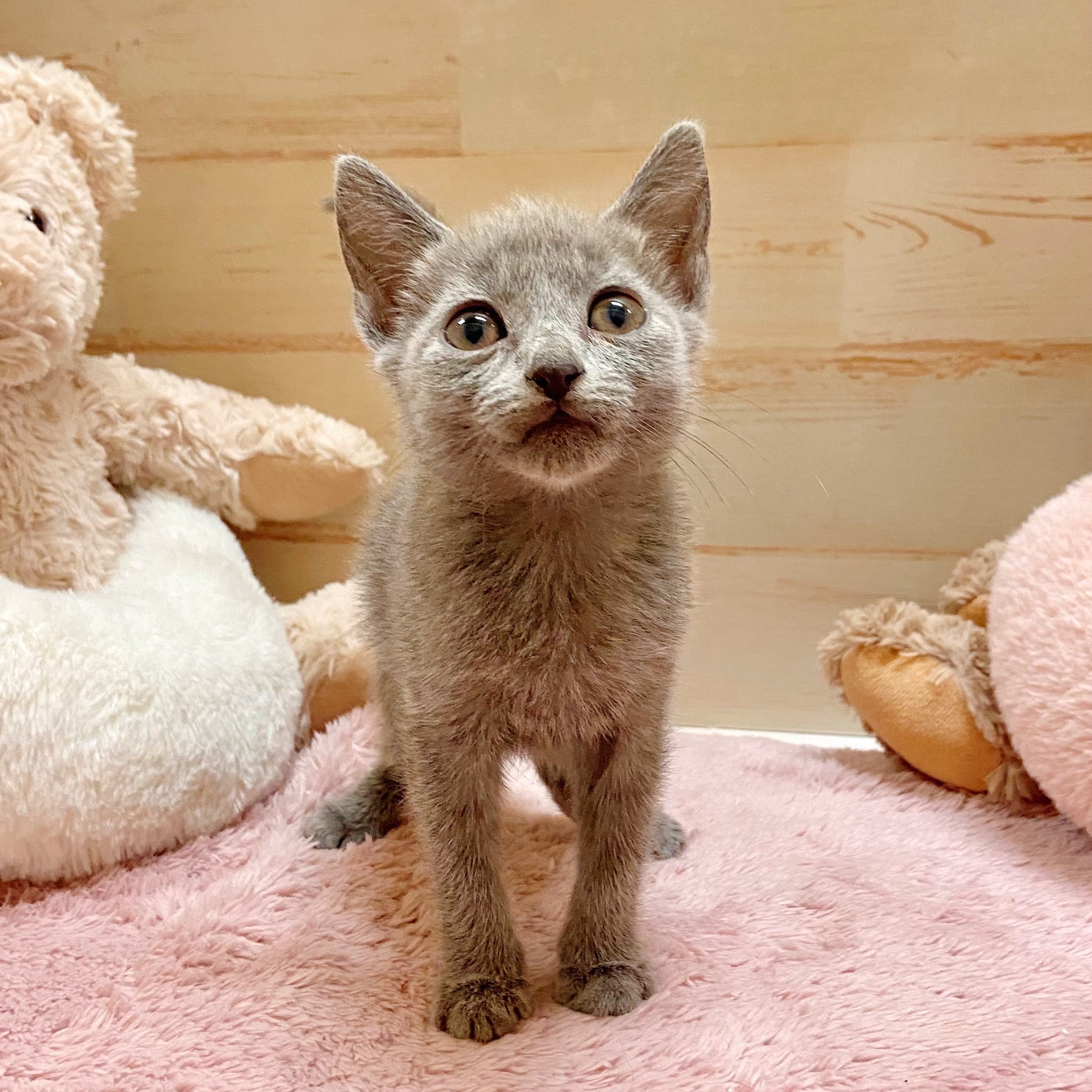 兵庫県のロシアンブルー (犬の家＆猫の里神戸店/2025年9月3日生まれ/女の子/ブルー)の子猫の2枚目の画像