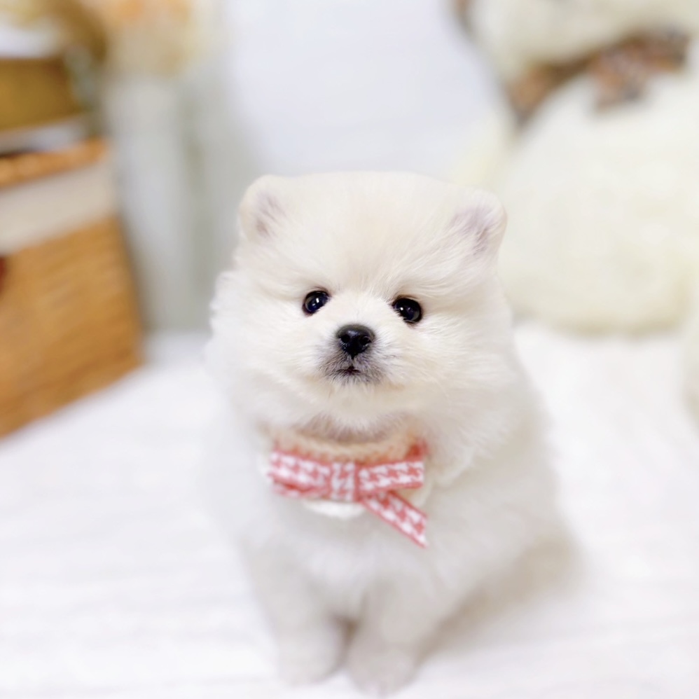 滋賀県のポメラニアン (犬の家＆猫の里近江八幡店/2025年9月3日生まれ/女の子/クリーム)の子犬の1枚目の画像