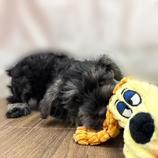 兵庫県のミニチュアシュナウザー (犬の家＆猫の里カナート西神戸店/2025年8月29日生まれ/女の子/ソルトペッパー)の子犬の2枚目の画像