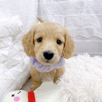 滋賀県のミニチュアダックスフンド(ロング) (犬の家＆猫の里長浜店/2025年9月1日生まれ/女の子/イエロー)の子犬の1枚目の画像