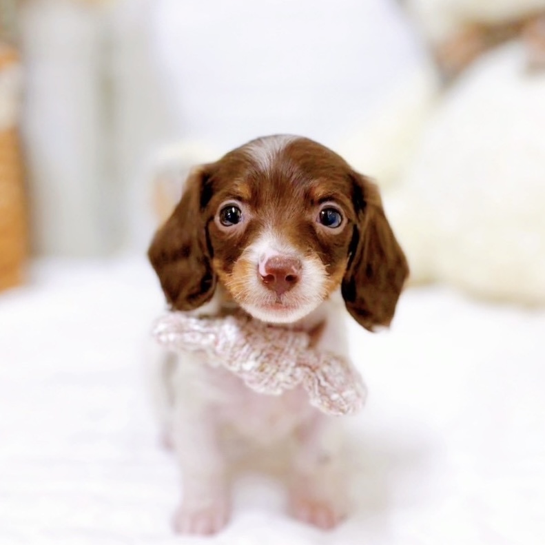 滋賀県のミニチュアダックスフンド(ロング) (犬の家＆猫の里近江八幡店/2025年9月4日生まれ/女の子/チョコレート、タン＆パイポールド)の子犬の1枚目の画像