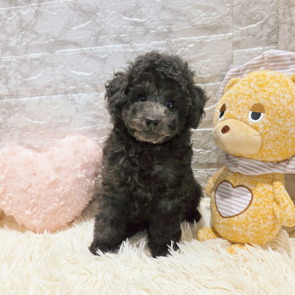 愛知県のトイプードル(トイ) (犬の家＆猫の里MiO香久山店/2025年9月3日生まれ/女の子/グレー)の子犬の1枚目の画像