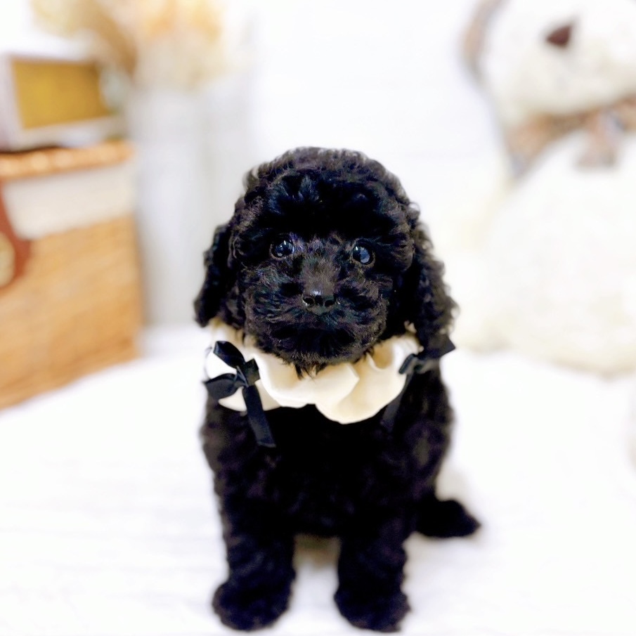 滋賀県のトイプードル(トイ) (犬の家＆猫の里近江八幡店/2025年9月3日生まれ/女の子/ブラック)の子犬の1枚目の画像