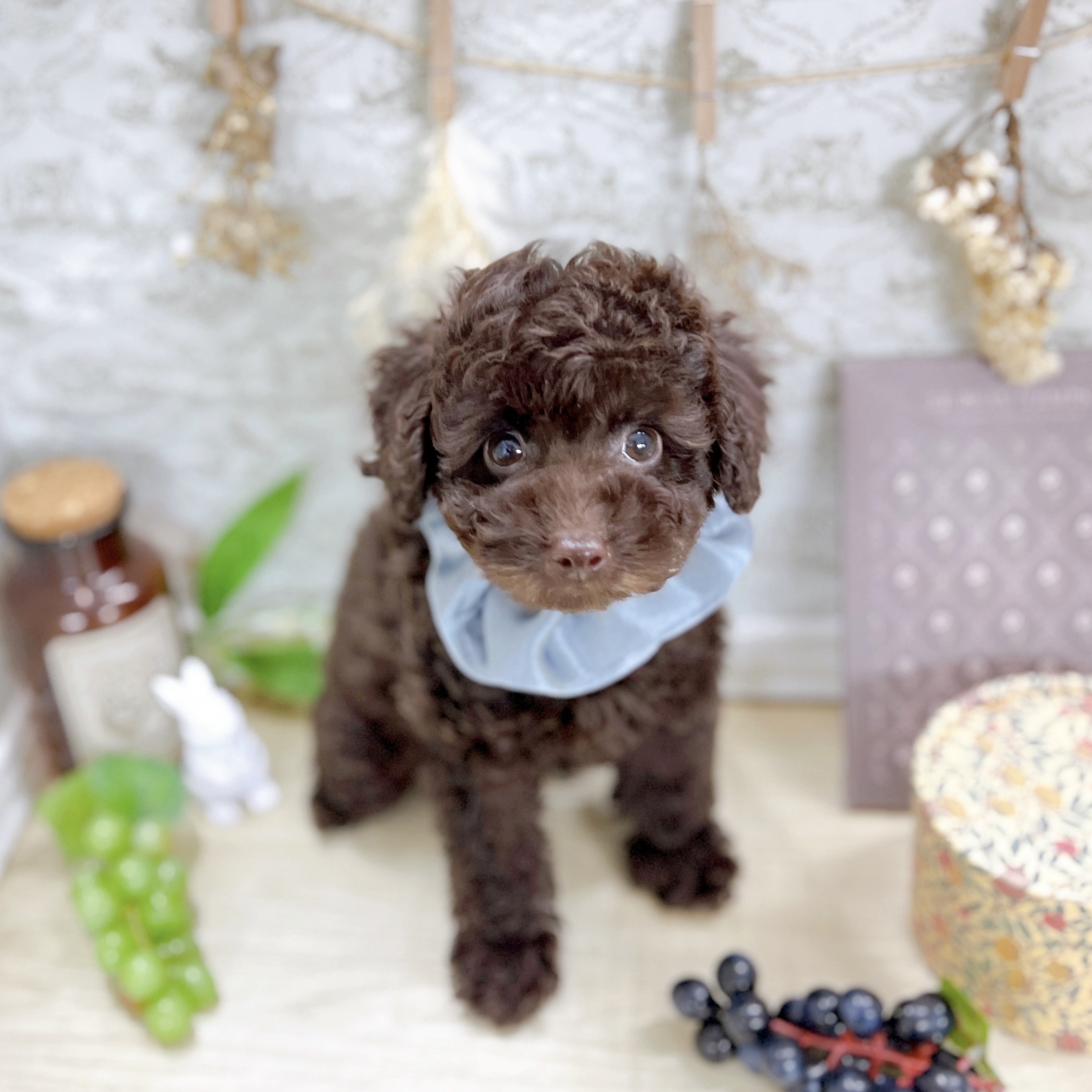 福井県のトイプードル(トイ) (犬の家＆猫の里アミーゴ福井大和田店/2025年8月27日生まれ/男の子/ブラウン)の子犬の2枚目の画像
