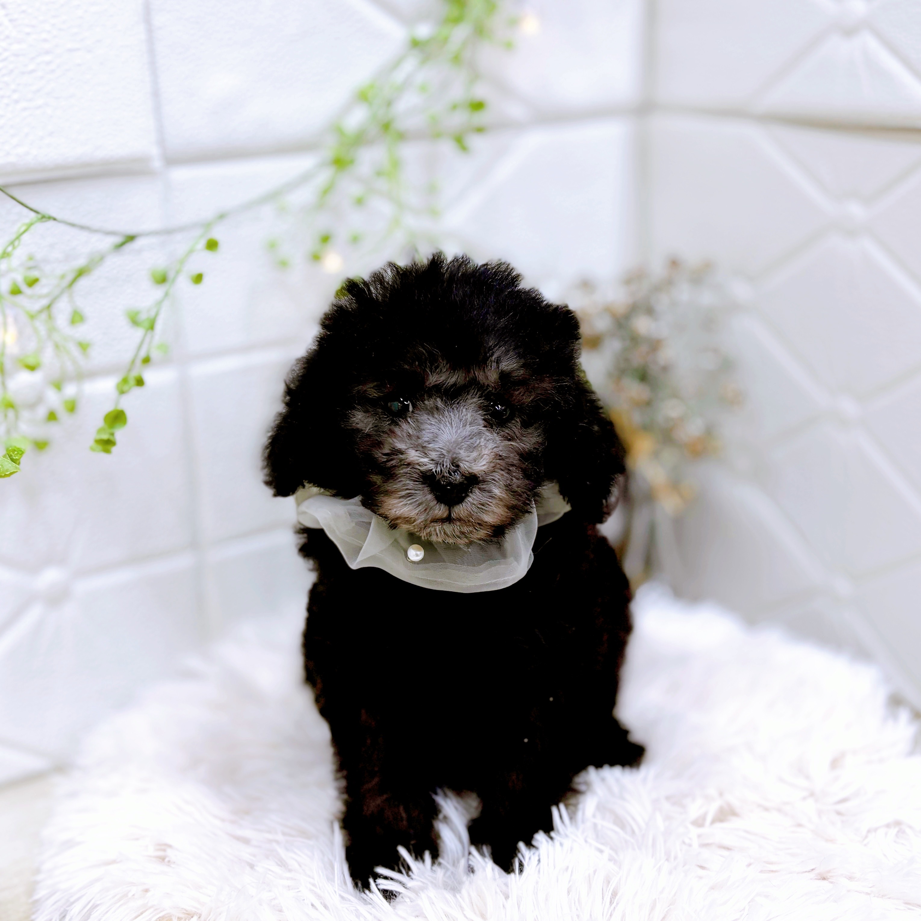 福井県のトイプードル(トイ) (犬の家＆猫の里アミーゴ福井店/2025年8月30日生まれ/男の子/シルバー)の子犬の2枚目の画像