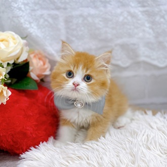 滋賀県のスコティッシュフォールド (犬の家＆猫の里長浜店/2025年9月1日生まれ/男の子/レッドタビーホワイト)の子猫