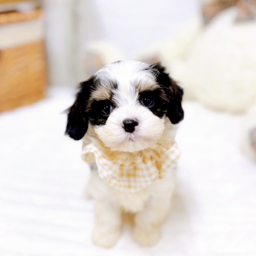 滋賀県のマルックス(マルチーズ×ダックス) (犬の家＆猫の里近江八幡店/2025年9月3日生まれ/女の子/ブラックタンホワイト)の子犬の1枚目の画像