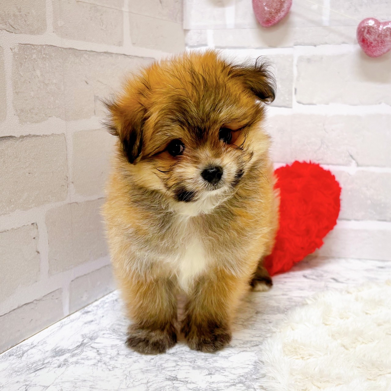 京都府のポメマル/マルポメ(ポメラニアン×マルチーズ) (犬の家＆猫の里京都精華店/2025年9月1日生まれ/男の子/レッド)の子犬の2枚目の画像