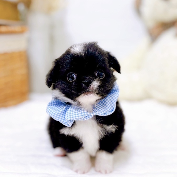 滋賀県のチワペキ/ペキチー/ペキチワ(チワワ×ペキニーズ) (犬の家＆猫の里近江八幡店/2025年9月3日生まれ/男の子/ブラックホワイト)の子犬の1枚目の画像