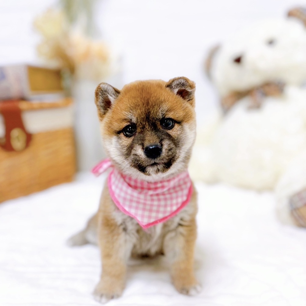 滋賀県の柴犬(標準サイズ) (犬の家＆猫の里近江八幡店/2025年9月4日生まれ/女の子/赤)の子犬の1枚目の画像