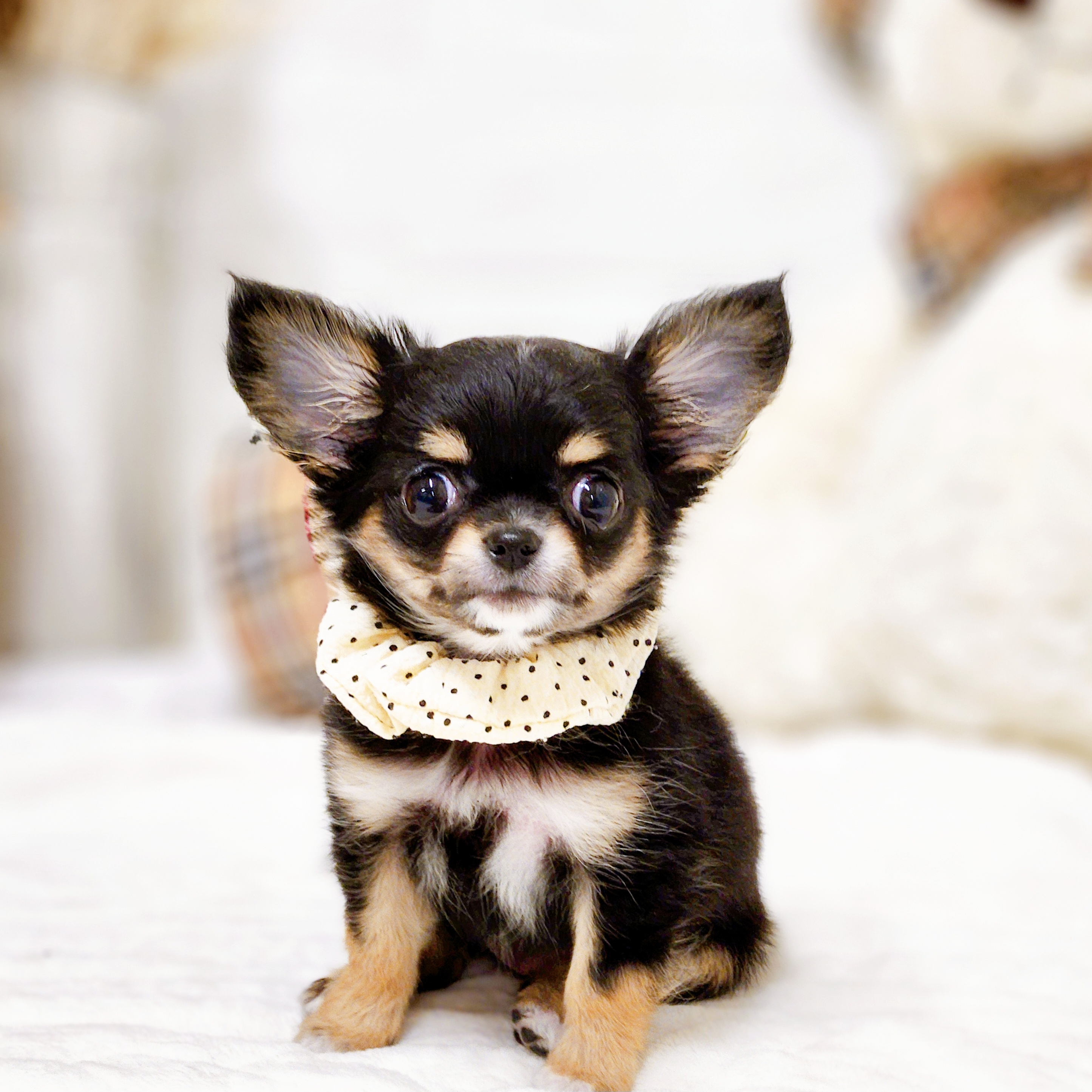 滋賀県のチワワ(ロング) (犬の家＆猫の里近江八幡店/2025年9月1日生まれ/女の子/ブラックタン)の子犬の1枚目の画像