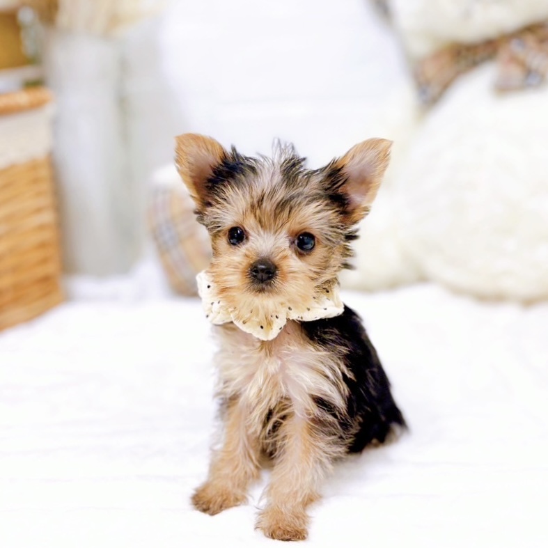 滋賀県のヨークシャーテリア (犬の家＆猫の里近江八幡店/2025年9月3日生まれ/女の子/スチールブルータン)の子犬の1枚目の画像