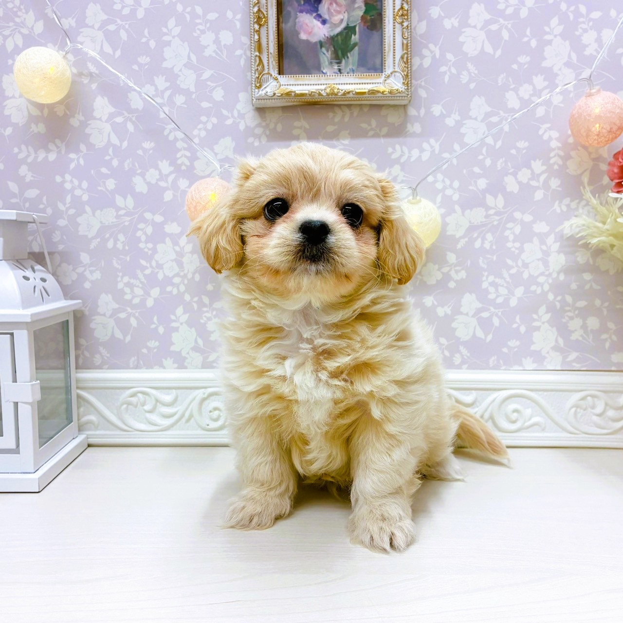 富山県のペキプー(ペキニーズ×プードル) (犬の家＆猫の里アミーゴ山室店/2025年9月4日生まれ/男の子/クリーム)の子犬の1枚目の画像