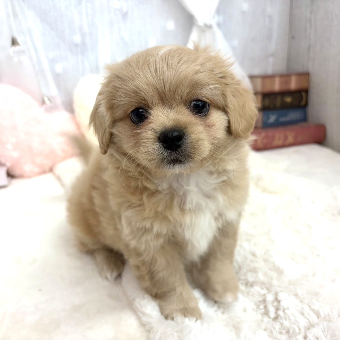 神奈川県のペキプー(ペキニーズ×プードル) (犬の家＆猫の里相模原店/2025年9月4日生まれ/女の子/クリーム)の子犬の1枚目の画像