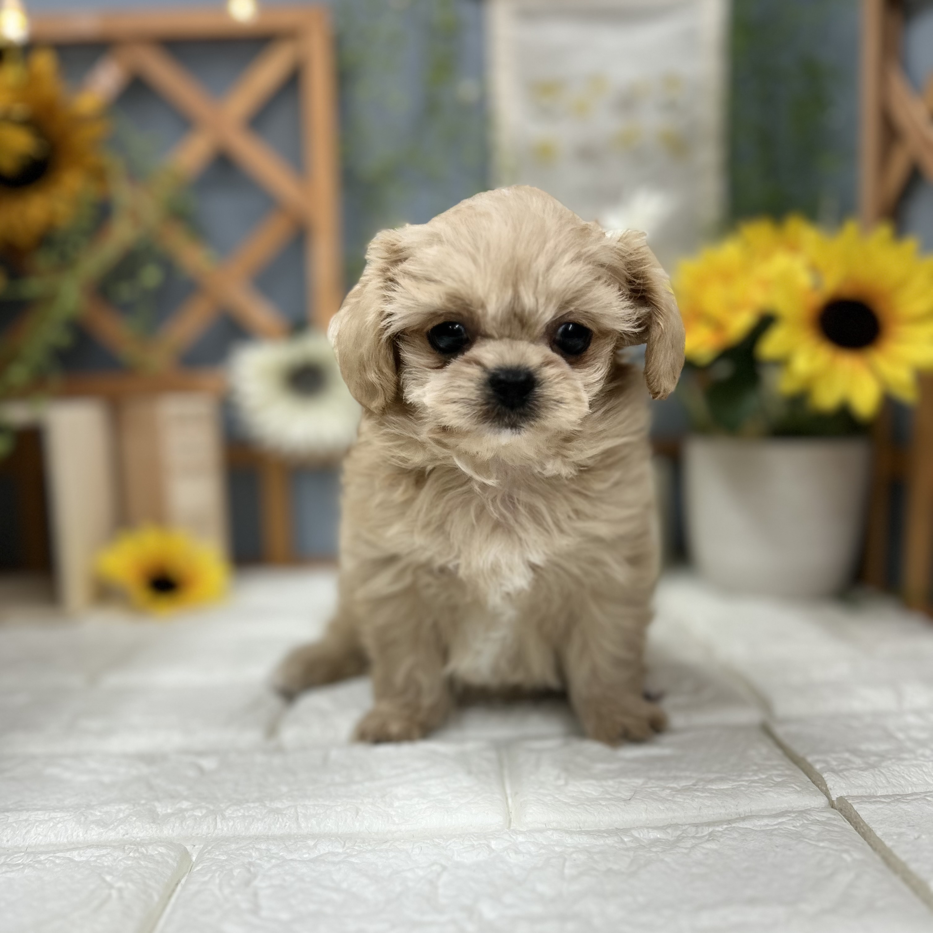 ハーフ犬女の子の写真